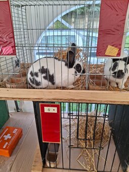 Český strakač - 2