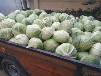 Kapusta hlávková a rezaná - 2