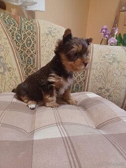 Yorkshire terrier - 2