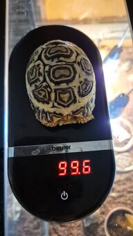 Korytnačka leopardia - 2