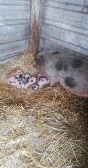 Samica s mladými - 2