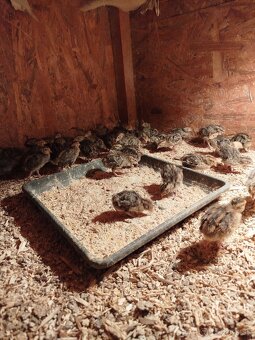 Japonské prepelice - 2