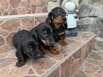 Jazvečík trpasličí 2x očkované - 2