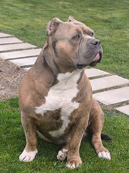 American Bully krytie - 2