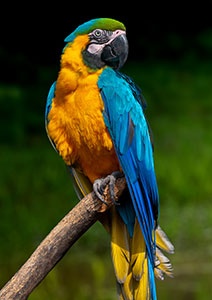 Predaj ara ararauna - 2