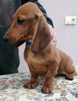 Jazvečik krátkosrstý - 2