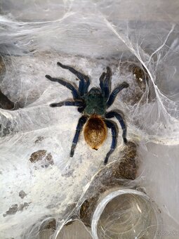 Vtáčkare, sklipkany, tarantula - 2