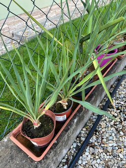 Yucca gloriosa kmienkova- mrazuvzdorná - 2