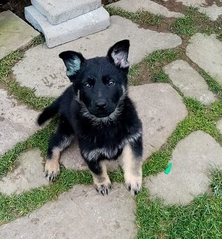 Šteniatka Nemecký ovčiak - 2