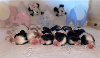 Cavalier king Charles spaniel s PP - 2