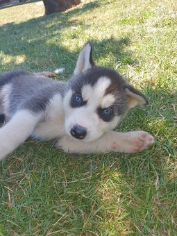 Šteniatka sibirský husky - 2