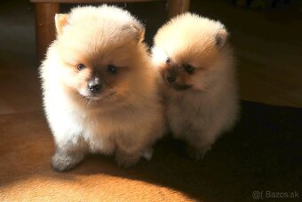 Predám fenku - pomeranian/nemecký špic - 2