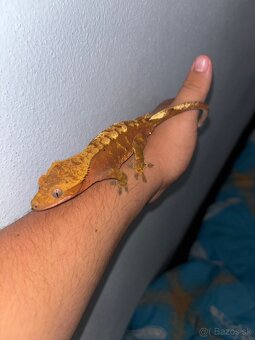 terarium + pagekon riasnaty - 2
