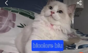 Hladam macky Ragdoll - 2