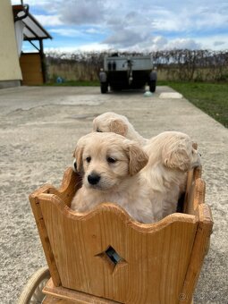 Zlatý retriever - 2