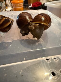 Slimák, Lissachatina Fulica - 2