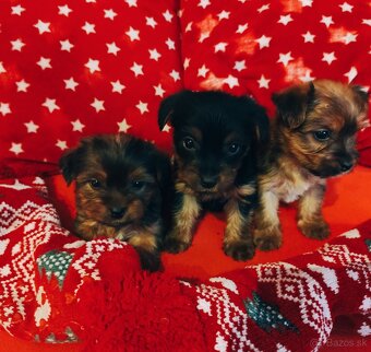 Predaj yourkshire teriér - 2