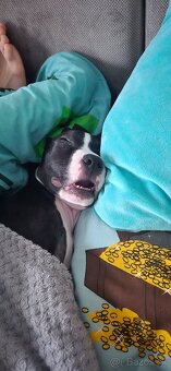 Americký Staford - 2