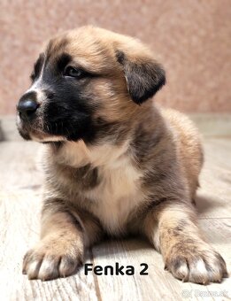 Stredoazijsky ovčiak - 2