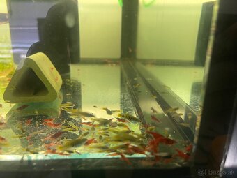 Neocaridina sakura red - 2