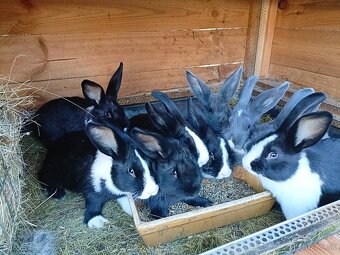 Mladé králiky - 2