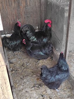 Nasadové vajcia - 2