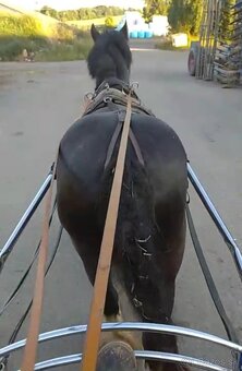 Pripušťanie Írsky Cob - 2