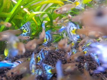 Japan Blue White Mosaic guppy - 2