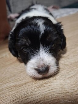 Predam steniatko - 2