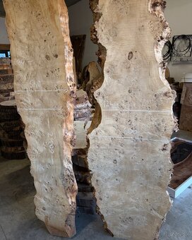 XXL Očkový topoľ - 2