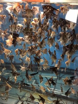 Neonka Červená - 2