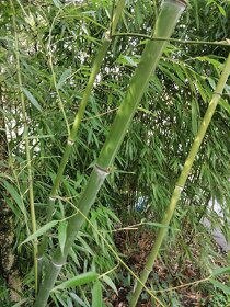 Mrazuvzdorný bambus 5€ - 2