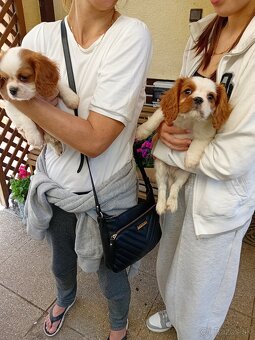 Cavalier charles king španiel - 2