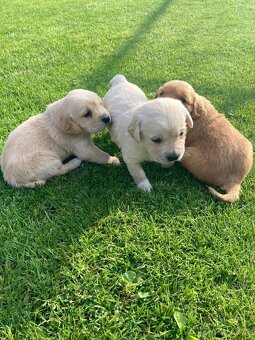 Zlatý retriever x labrador šteniatka - 2