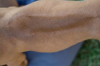 Rhodesian Ridgeback šteniatka s PP IHNEĎ K ODBERU - 2