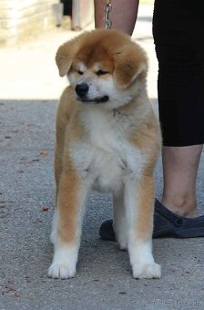 Akita inu - šteniatka 2 fenky s FCI/AKIHO rodokmeňom - 2