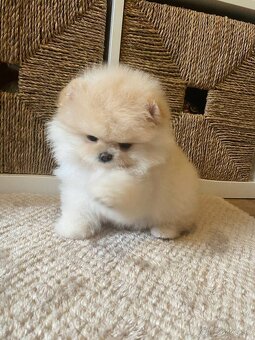 Pomeranian - 2