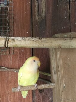 Agapornis ružovohrdly pare - 2
