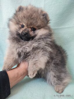 Pomeranian s PP - 2