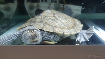 Vodné korytnačky - 2