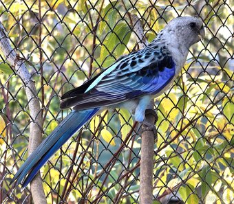 Predám rozeli pestré modré, čierny... - 2