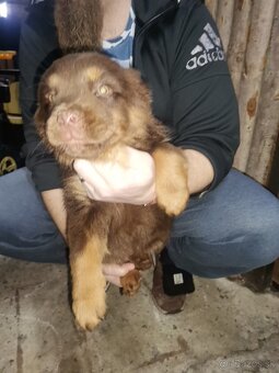 Darujem šteniatka - 2