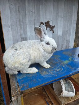 Veĺky svetlí strieborný - 2