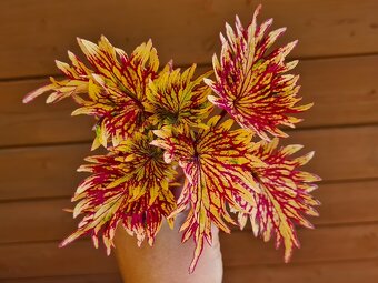 Koleus - africká žihľava (Coleus), semena, řízky - 2