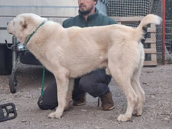 Stredoázijský ovčiak - 2