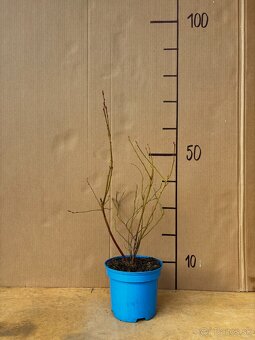 Sadenice čučoriedky kanadské a brusnice - 2