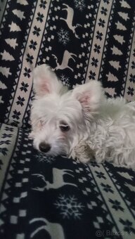 Mini maltezak - 2