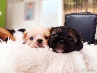 Tibetskỳ spaniel - 2