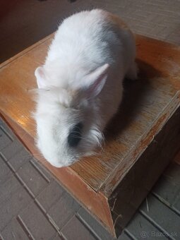 Zakrsle zajačiky - 2