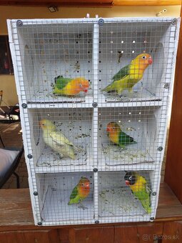 Predám agapornis - 2